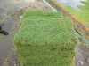 รูปย่อ จำหน่ายหญ้านวลน้อย หญ้ามาเลเซีย หญ้าญี่ปุ่น คุณภาพดีราคาถูกจากเจ้าของไร่โดยตรง0813778909,0813775329 รูปที่2