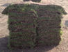 รูปย่อ จำหน่ายหญ้านวลน้อย หญ้ามาเลเซีย หญ้าญี่ปุ่น คุณภาพดีราคาถูกจากเจ้าของไร่โดยตรง0813778909,0813775329 รูปที่4