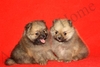 รูปย่อ >>>ปอมเพศเมียT-Cup 2 ตัวหน้าสั้น สีOrange Sable ขนฟูแน่น <<<< รูปที่2