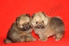 รูปย่อ >>>ปอมเพศเมียT-Cup 2 ตัวหน้าสั้น สีOrange Sable ขนฟูแน่น <<<< รูปที่3
