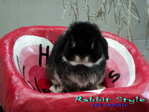 ราคาพิเศษ holland lop black otter 100% by rabbit style ชุดที่1 รูปที่ 1