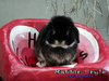 รูปย่อ ราคาพิเศษ holland lop black otter 100% by rabbit style ชุดที่1 รูปที่1