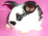รูปย่อ กระต่ายเทดดี้แบร์ ฮอลแลนด์ล็อป โปลิสแคระ กระต่ายแคระ น่าีรัก ซุกซน เลี้ยงง่าย ราคาขำๆจ้า รูปที่4