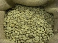 กาแฟสารอาราบิก้า ผลผลิตปี 54