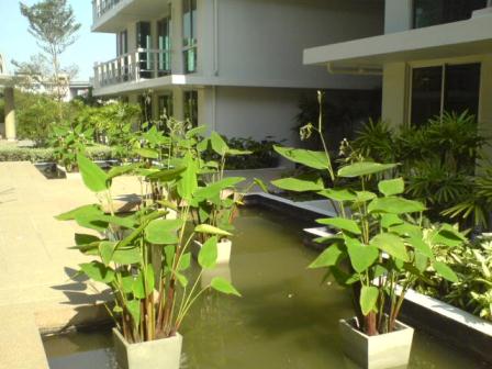 Condominium Buildings for Sale on Sukhumvit 50 รูปที่ 3