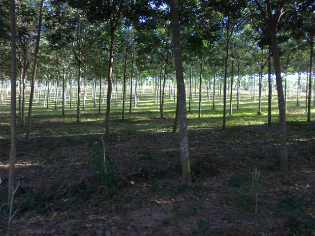 สวนยางสวย 600 ไร่ เชียงใหม่(600 rai in beautiful plantations Chiang Mai)  รูปที่ 3