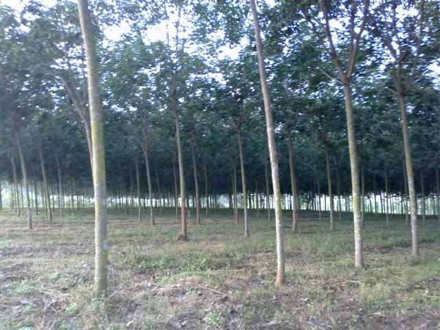 สวนยางสวย 600 ไร่ เชียงใหม่(600 rai in beautiful plantations Chiang Mai)  รูปที่ 4