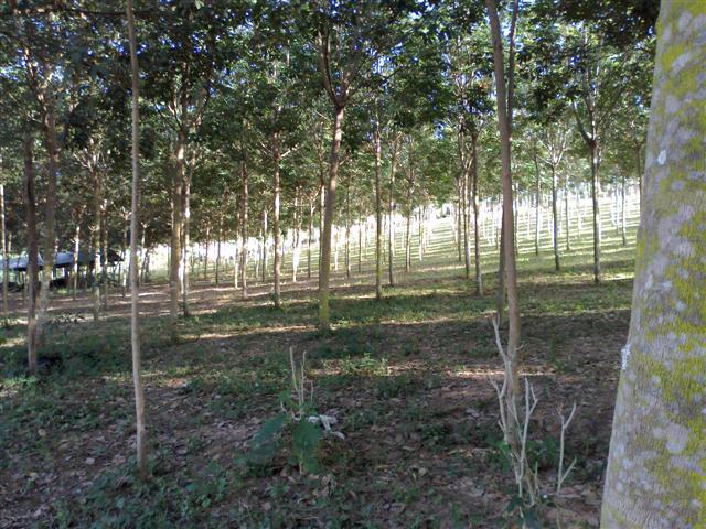 สวนยางสวย 600 ไร่ เชียงใหม่(600 rai in beautiful plantations Chiang Mai)  รูปที่ 2
