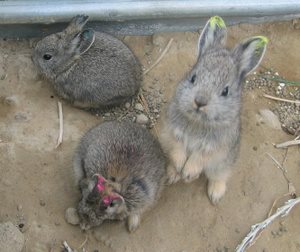 Moso Rabbitfarm ฟาร์มกระต่ายนำเข้าจาก Euro / American / Asia รูปที่ 6