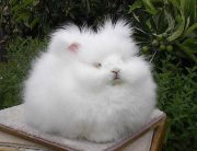 Moso Rabbitfarm ฟาร์มกระต่ายนำเข้าจาก Euro / American / Asia รูปที่ 3