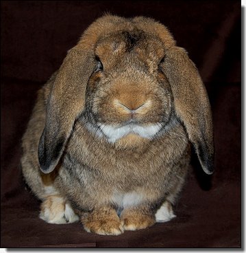 Moso Rabbitfarm ฟาร์มกระต่ายนำเข้าจาก Euro / American / Asia รูปที่ 5