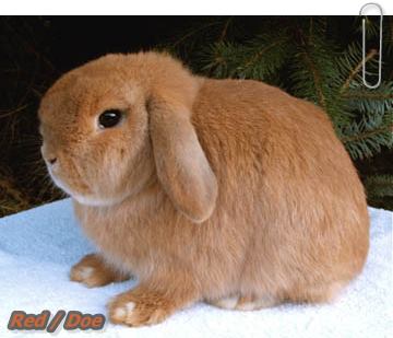 Moso Rabbitfarm ฟาร์มกระต่ายนำเข้าจาก Euro / American / Asia รูปที่ 4