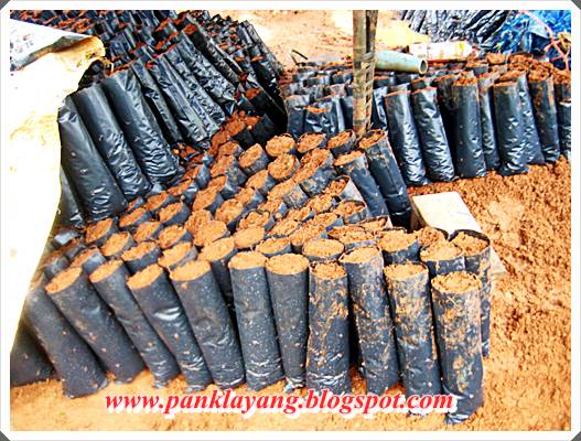 รับจองยางพันธุ์ดีพัทลุง ราคาเกษตรกร รูปที่ 5