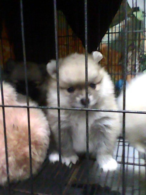 ปอมน้อยน่ารัก ขนแน่นค่ะ รูปที่ 4