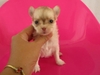รูปย่อ ลูกสุนัขชิวาวาแท้ 30กว่าตัว ลืมตาแล้ว พร้อมจับจอง ในราคาประหยัด ( WWW.CHIHUAHUASERIES.COM ) รูปที่7