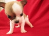 รูปย่อ ลูกสุนัขชิวาวาแท้ 30กว่าตัว ลืมตาแล้ว พร้อมจับจอง ในราคาประหยัด ( WWW.CHIHUAHUASERIES.COM ) รูปที่1