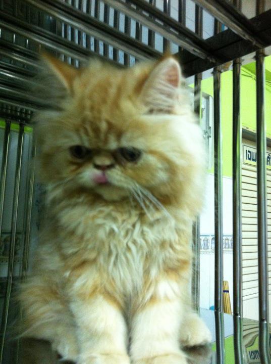 น้องแมวเปอร์เซียหน้าตุ๊กตา+หน้าบี้ พร้อมย้ายบ้านใหม่จ้า รูปที่ 3