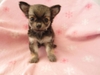 รูปย่อ ลูกสุนัขชิวาวาแท้ 30กว่าตัว ลืมตาแล้ว พร้อมจับจอง ในราคาประหยัด ( WWW.CHIHUAHUASERIES.COM ) รูปที่4