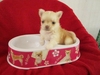 รูปย่อ ลูกสุนัขชิวาวาแท้ 30กว่าตัว ลืมตาแล้ว พร้อมจับจอง ในราคาประหยัด ( WWW.CHIHUAHUASERIES.COM ) รูปที่6