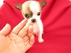 รูปย่อ ลูกสุนัขชิวาวาแท้ 30กว่าตัว ลืมตาแล้ว พร้อมจับจอง ในราคาประหยัด ( WWW.CHIHUAHUASERIES.COM ) รูปที่3