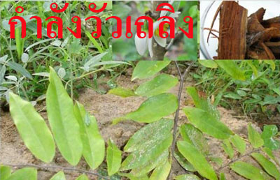 ยาประดงกัญญาเภสัชตรารูปหมอสมัย รูปที่ 7