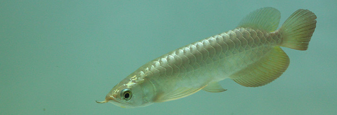 ขาย Arowana M'sia Golden 7-8