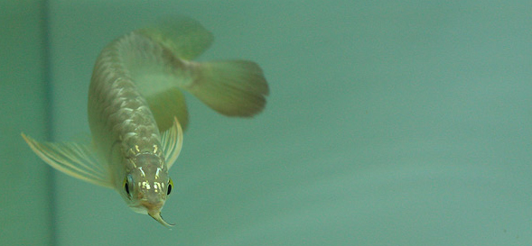 ขาย Arowana M'sia Golden 7-8