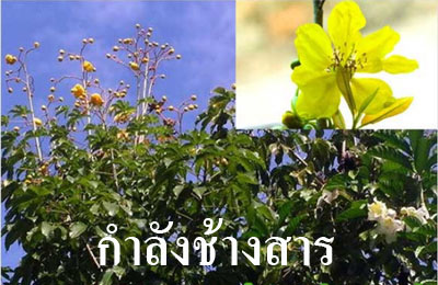 ยาประดงกัญญาเภสัชตรารูปหมอสมัย รูปที่ 6