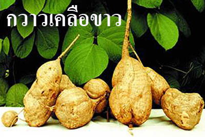 ยาสตรีกัญญาเภสัช ตรารูปหมอสมัยสูตรพิเศษ(สูตรบำรุงผิว)  รูปที่ 4