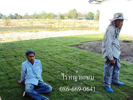  ขายหญ้านวลน้อย หญ้ามาเลเซีย หญ้าเบอร์บิวด้า รับปูสนามหญ้า 086-6690641 รูปที่ 3