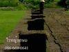 รูปย่อ  ขายหญ้านวลน้อย หญ้ามาเลเซีย หญ้าเบอร์บิวด้า รับปูสนามหญ้า 086-6690641 รูปที่1