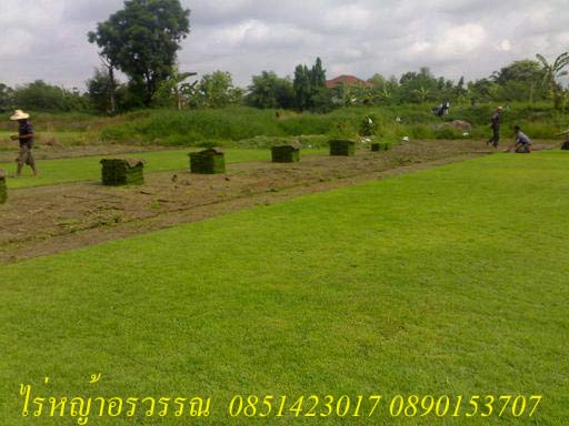 ไร่หญ้าอรวรรณ ขายหญ้านวลน้อย หญ้ามาเลเซีย รับปูหญ้า 0851423017 รูปที่ 1