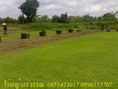 ไร่หญ้าอรวรรณ ขายหญ้านวลน้อย หญ้ามาเลเซีย รับปูหญ้า 0851423017