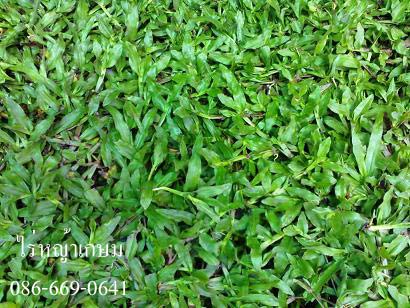  ขายหญ้านวลน้อย หญ้ามาเลเซีย หญ้าเบอร์บิวด้า รับปูสนามหญ้า 086-6690641 รูปที่ 7