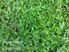 รูปย่อ  ขายหญ้านวลน้อย หญ้ามาเลเซีย หญ้าเบอร์บิวด้า รับปูสนามหญ้า 086-6690641 รูปที่7