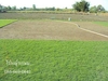 รูปย่อ  ขายหญ้านวลน้อย หญ้ามาเลเซีย หญ้าเบอร์บิวด้า รับปูสนามหญ้า 086-6690641 รูปที่4