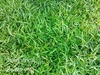รูปย่อ  ขายหญ้านวลน้อย หญ้ามาเลเซีย หญ้าเบอร์บิวด้า รับปูสนามหญ้า 086-6690641 รูปที่5