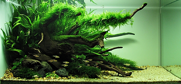 fish tank decorations service รับจัดตู้ปลาสวยงาม รูปที่ 7