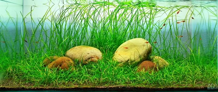 fish tank decorations service รับจัดตู้ปลาสวยงาม รูปที่ 4