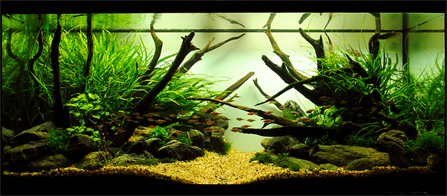 fish tank decorations service รับจัดตู้ปลาสวยงาม รูปที่ 6