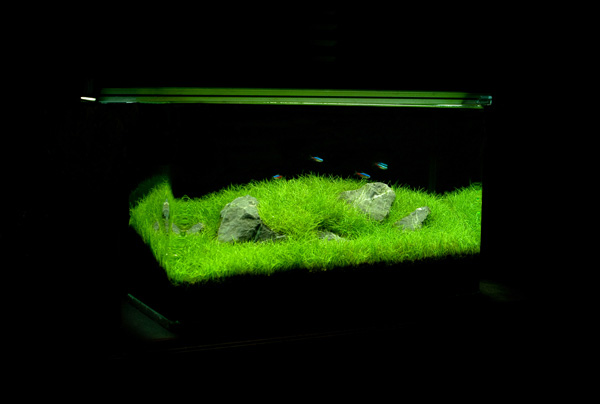 fish tank decorations service รับจัดตู้ปลาสวยงาม รูปที่ 3