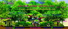 รูปย่อ ออกแบบสวน,ออกแบบLANDSCAPE,ARCH4ARCHITECTS,ออกแบบสถาปัตย์,วางผังโครงการ,ออกแบบภูมิทัศน์,ออกแบบรีสอร์ทสปา,โทร.0808173233 รูปที่2