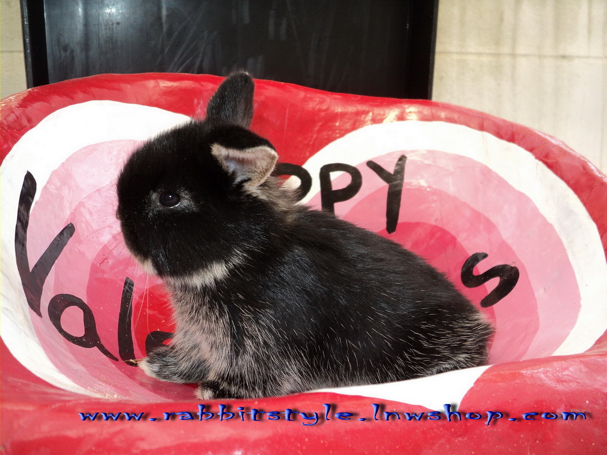 เปิดจอง holland lop 100% rabbitstyle ชุดที่3 รูปที่ 6