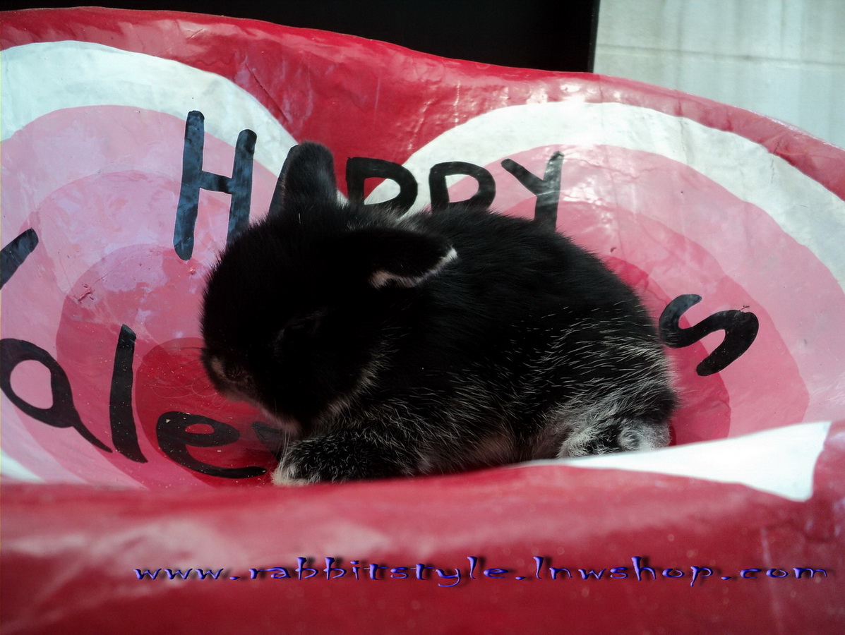 เปิดจอง holland lop 100% rabbitstyle ชุดที่3 รูปที่ 2