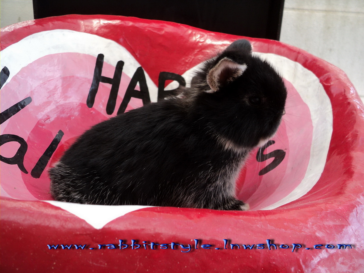 เปิดจอง holland lop 100% rabbitstyle ชุดที่3 รูปที่ 7