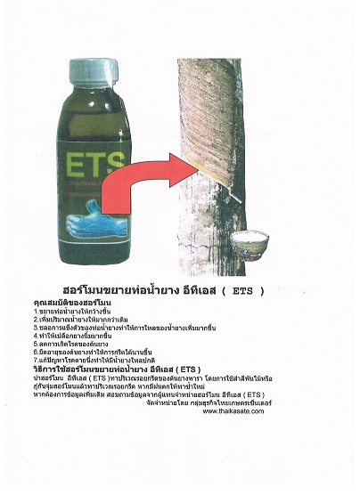 ฮอร์โมนเร่งน้ำยางพารา โดยแก๊สเอทธิลีน โดยไม่เป็นอันตรายกับต้นยาง รูปที่ 3