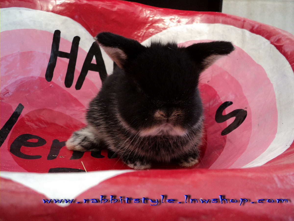 เปิดจอง holland lop 100% rabbitstyle ชุดที่3 รูปที่ 4