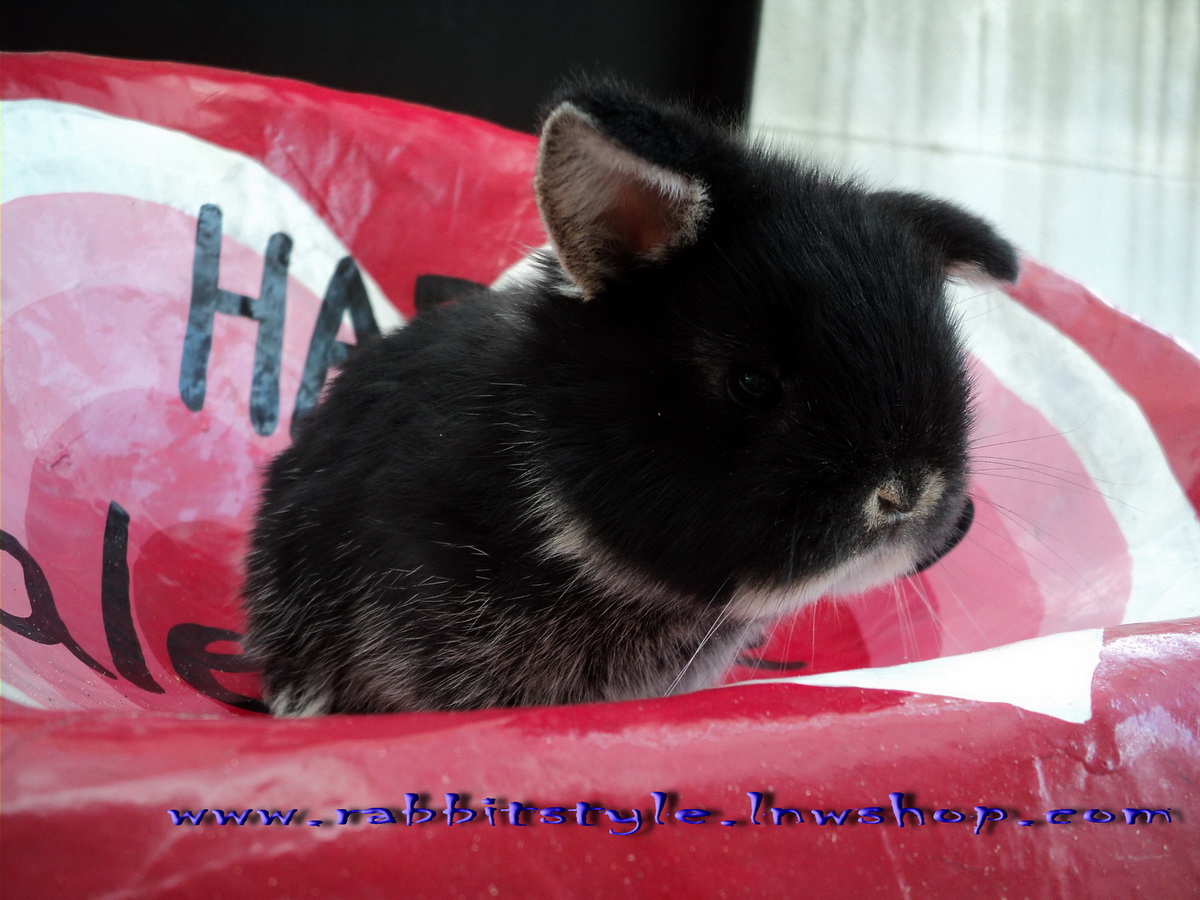 เปิดจอง holland lop 100% rabbitstyle ชุดที่3 รูปที่ 5