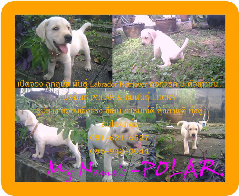 เปิดจองลูก Labrador Retriver พันธุ์แท้ คอกแรก จ้า......ราคากันเอง แบ่งๆกันไปเลี้ยงนะจ๊ะ..(^*^ รูปที่ 1