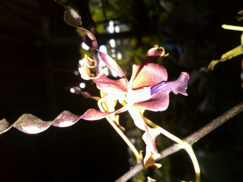 จำหน่ายกล้วยไม้ สกุลหวาย ปลีก-ส่ง รูปที่ 4